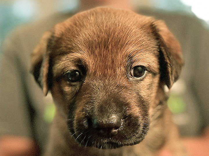 chinook puppy